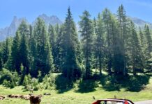 The Stella Alpina 2020 Is About To Start