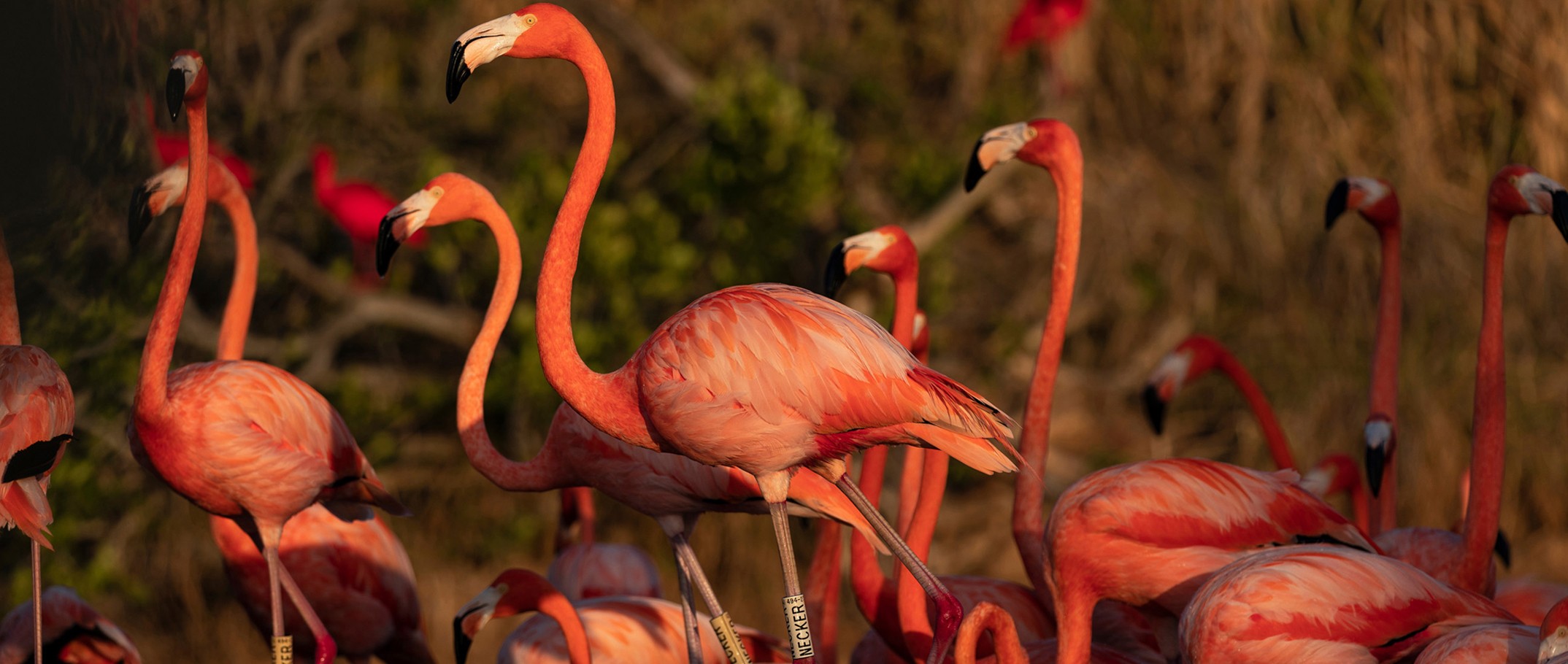 necker island flamingos 4 q90