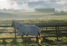 Work, Love And Patience: Diana Porsche