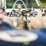 A Unique Jim Clark Celebration A Unique Jim Clark Celebration