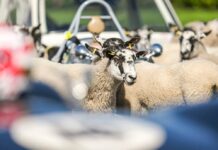 A Unique Jim Clark Celebration A Unique Jim Clark Celebration