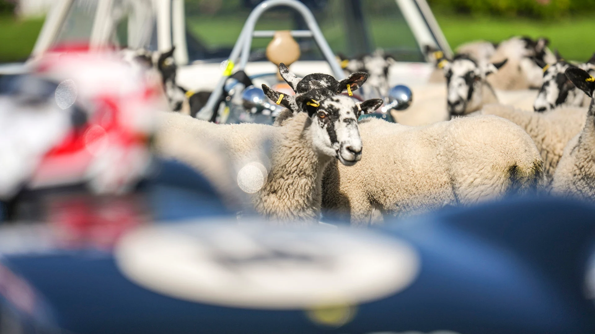 jim clark sheep moment 09